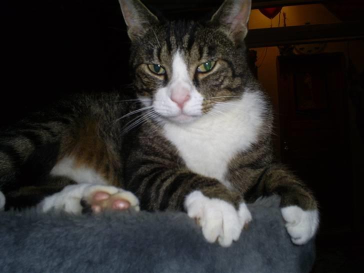 Huskat Batman billede 2