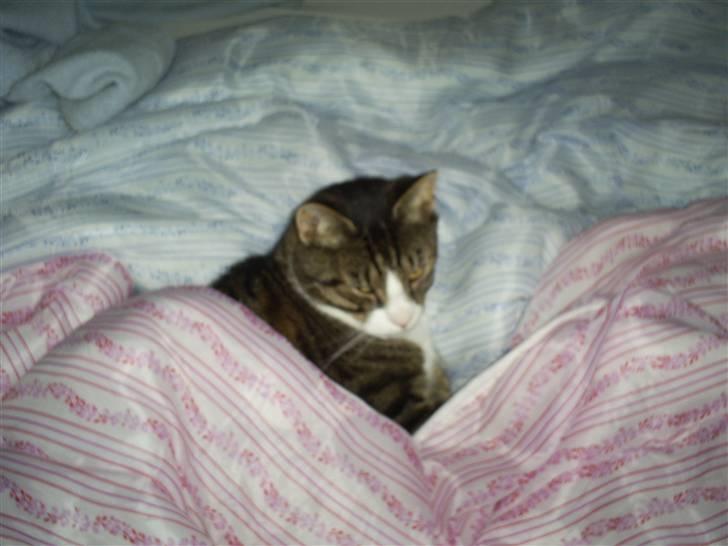 Huskat Batman billede 3