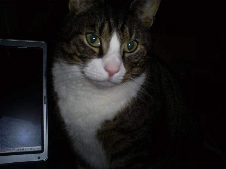 Huskat Batman billede 4