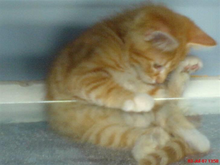 Huskat Garfield  "Savnet" - se lige mig! billede 9