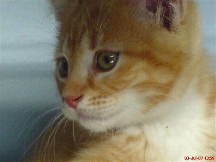 Huskat Garfield  "Savnet" - nærbillede af mig!!!!!!!!!!!! billede 10