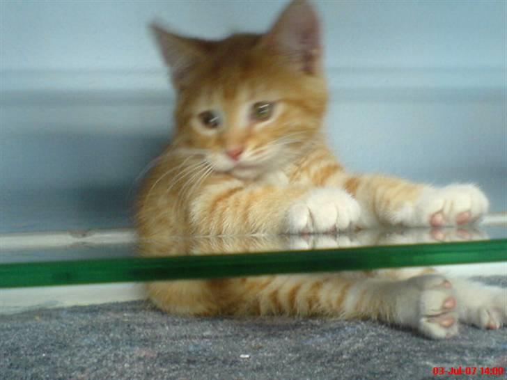 Huskat Max <3 Savnet 4-ever<3 - se mit spejbillede billede 9