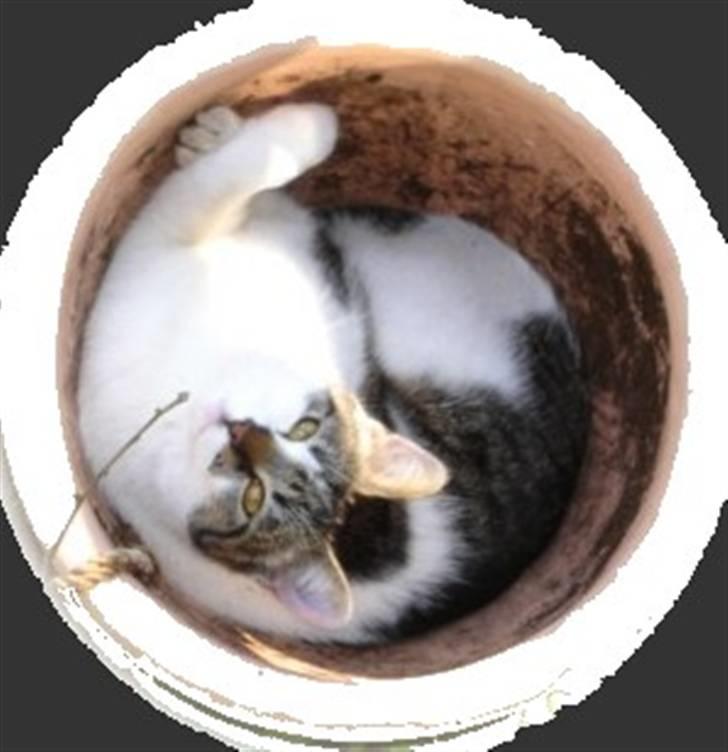 Huskat Django - her er mit bedste gemme sted billede 8