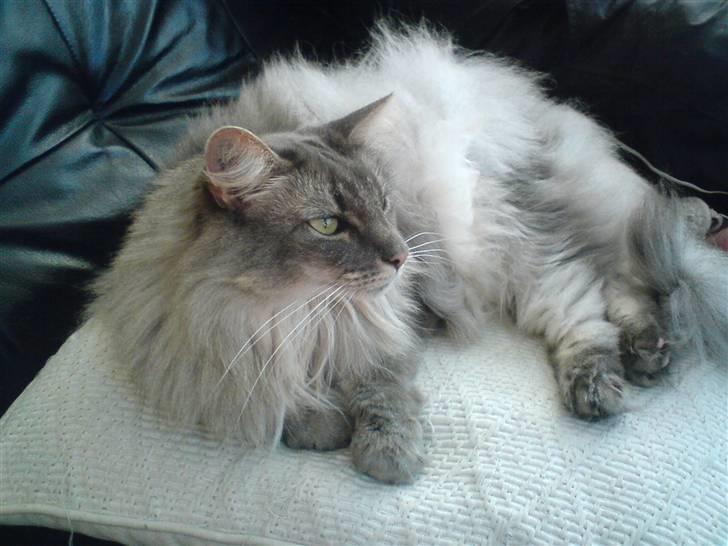 Norsk Skovkat Effi R.I.P  billede 3