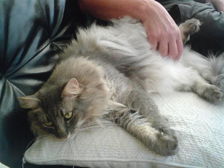 Norsk Skovkat Effi R.I.P  billede 4