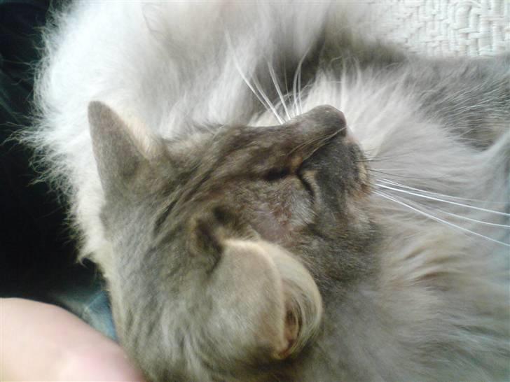 Norsk Skovkat Effi R.I.P  billede 5