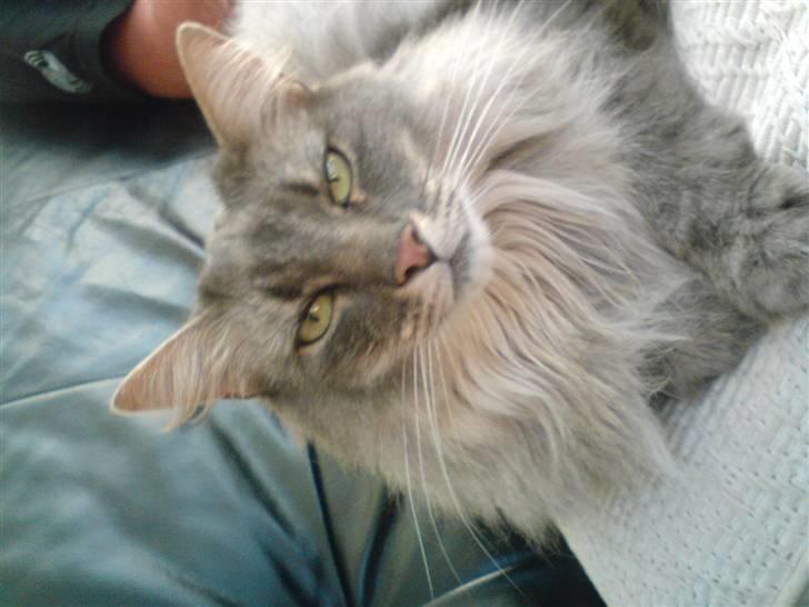 Norsk Skovkat Effi R.I.P  billede 6