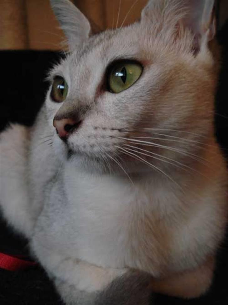 Burmilla Adela billede 19