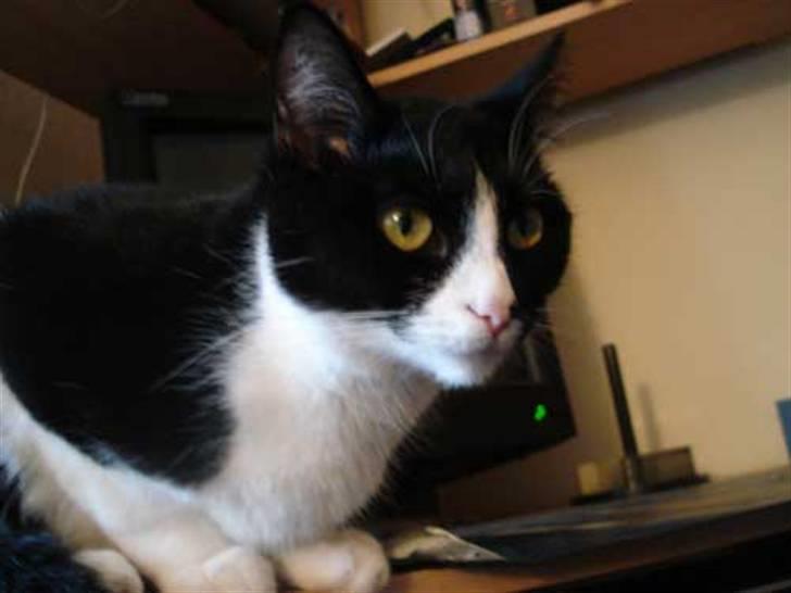 Huskat Miss Kitty billede 14