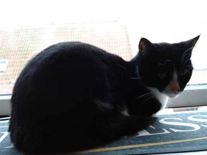 Huskat Miss Kitty billede 15