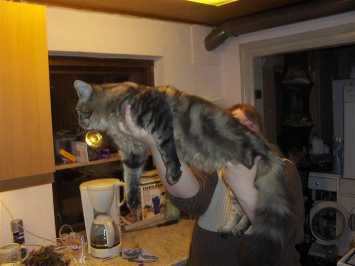 Maine Coon Axis mundi hambus  - en udstillingskat bliver jeg nu aldrig billede 8