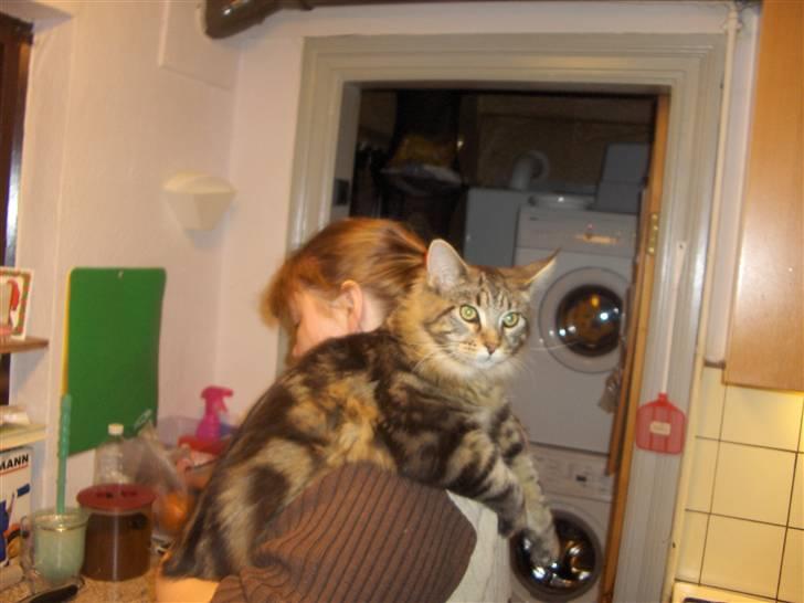 Maine Coon Axis mundi hambus  - jeg hænger lige lidt ud billede 9