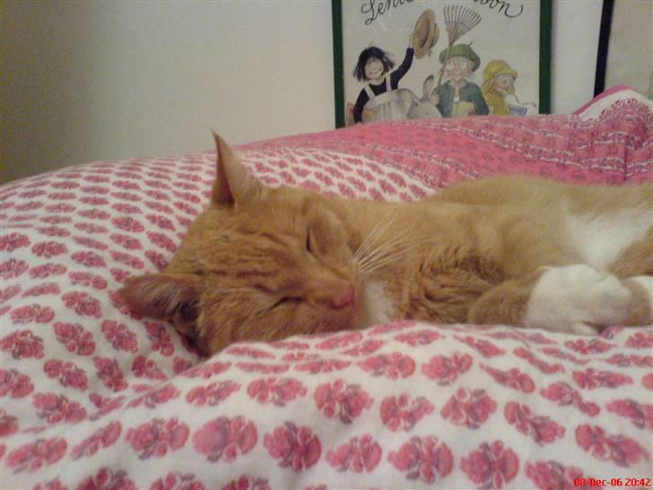 Huskat Sofus - jeg tager mig lige en dejlig fælle lur på min mors fine kenya tæppe..!! billede 8