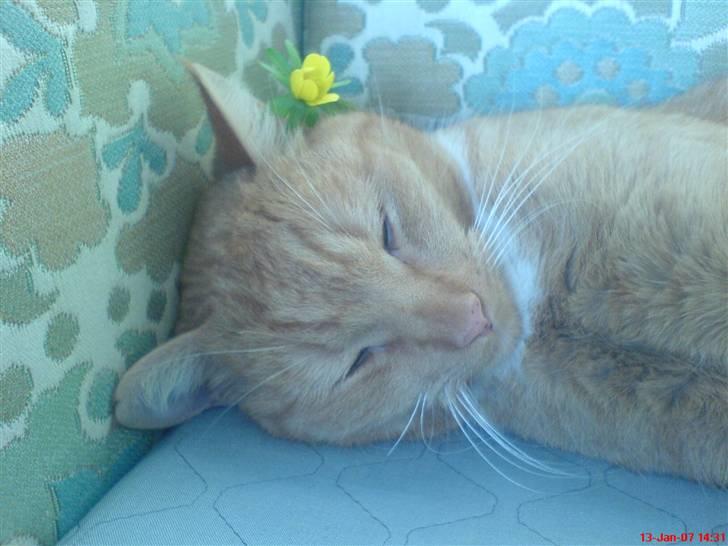 Huskat Sofus - er jeg ikke fin også også med blomster..hihi billede 9