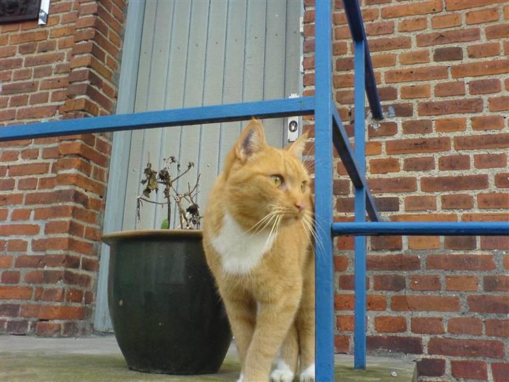 Huskat Sofus - Er jeg ikke bare sååå skøn..?! billede 10