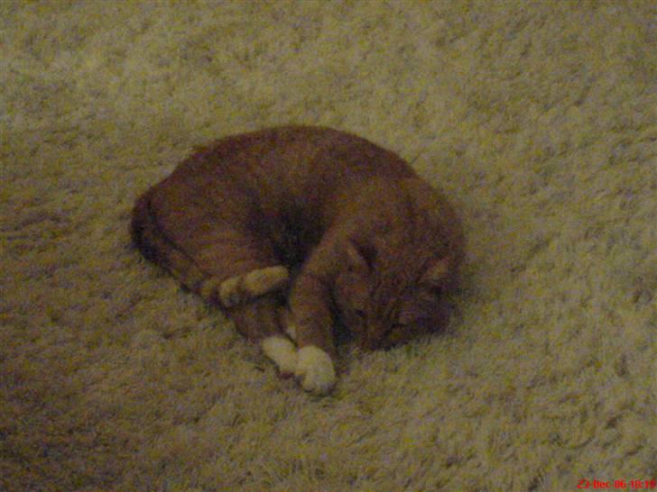 Huskat Sofus - frikkadelle sofus....! billede 11