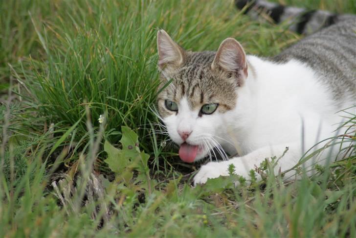 Huskat Oliver R.I.P  billede 10