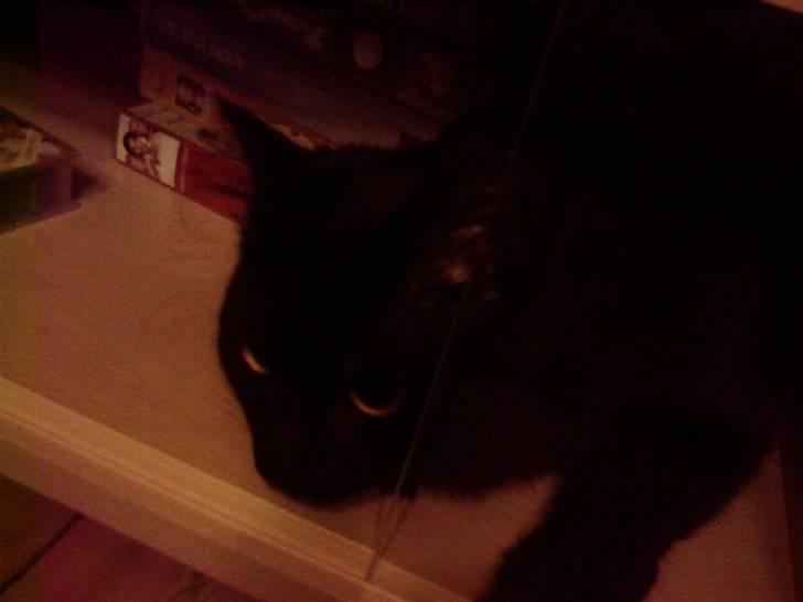 Huskat Pjuske - jeg kigger lige efter en film vi kan se mor :p billede 6