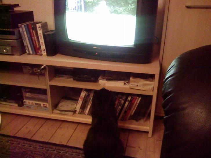 Huskat Pjuske - at se Tv er noget jeg kan lig.. billede 7