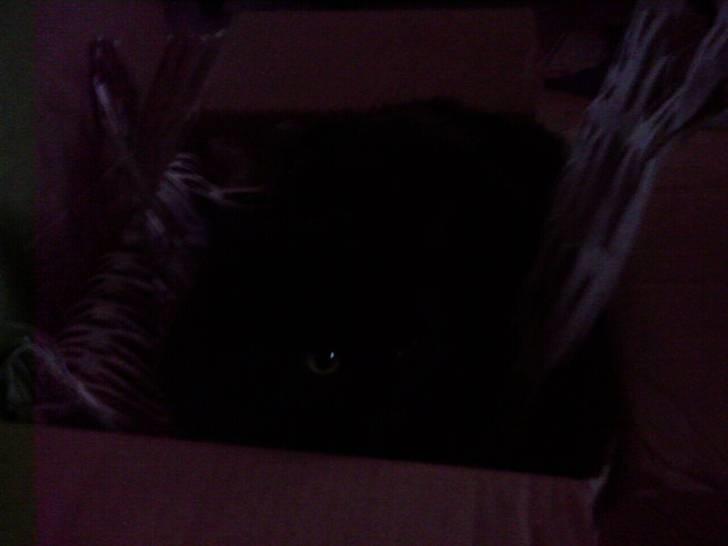 Huskat Pjuske - denne her kasse er rigtig god og ligge i.. :D billede 8