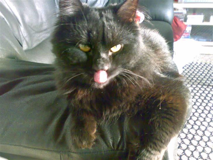 Huskat Pjuske - jeg har tungen lige i munden billede 9