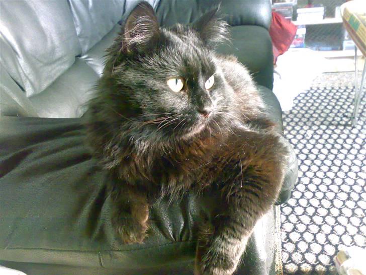 Huskat Pjuske - far hvad sidder du og laver der over..?? billede 10