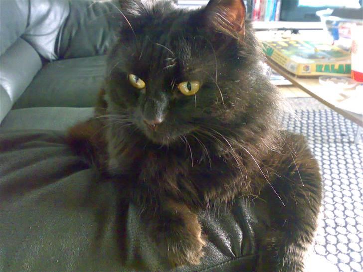 Huskat Pjuske - arr.. ligger bare her og slapper af.. billede 11