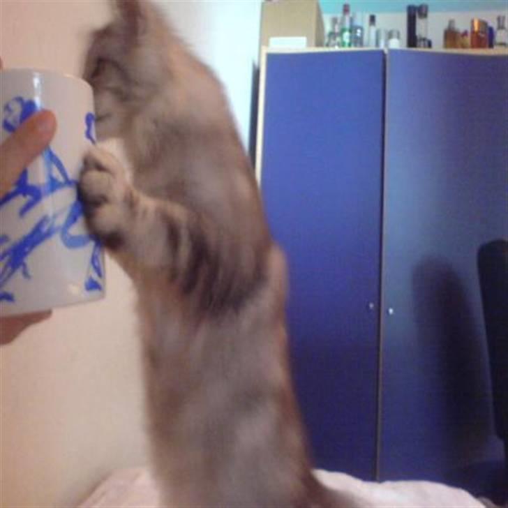 Maine Coon Cosmo billede 7