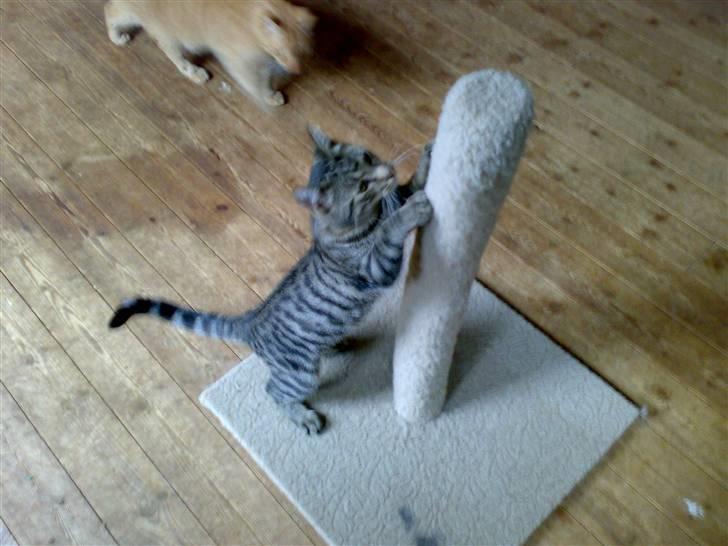 Huskat charlie - skradsetræet skal bare have en omgang billede 8