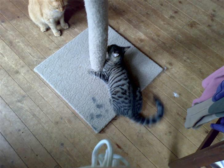 Huskat charlie - se mig pablo vil du være med billede 9