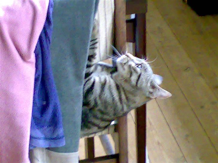 Huskat charlie - se mig jeg er bare så fræk billede 10