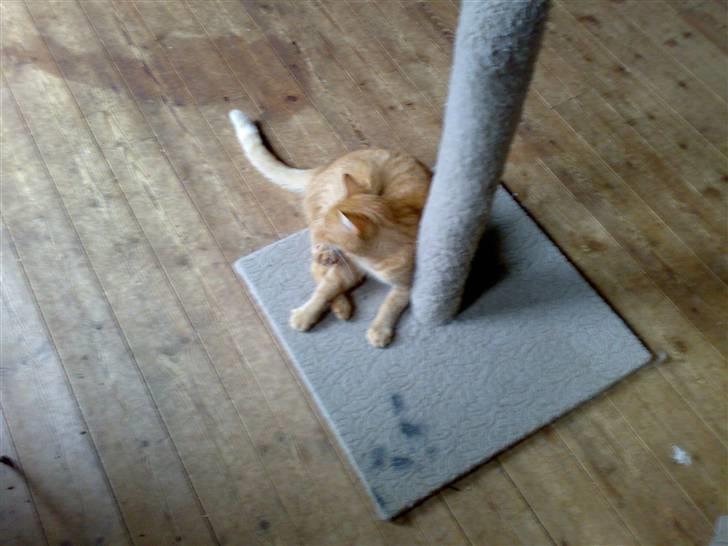 Huskat pablo - ja skal jeg eller ej billede 6