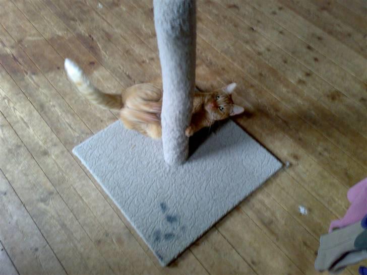 Huskat pablo - jeg skal gi dig ska jeg, du slipper ikke billede 7