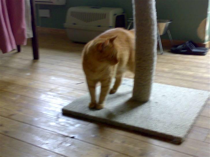 Huskat pablo - så der fik du den billede 8