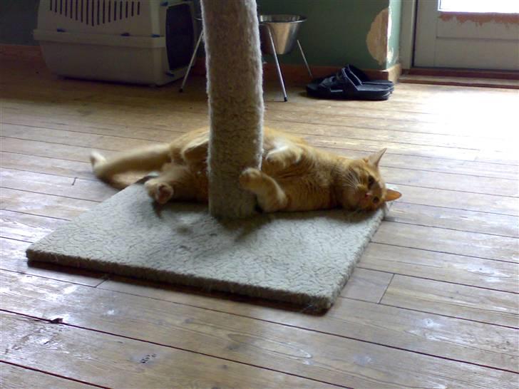 Huskat pablo billede 9