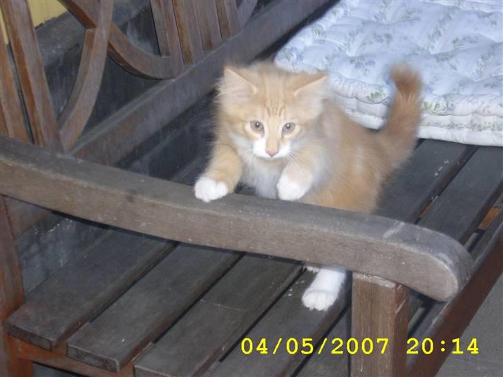 Norsk Skovkat Lucky *R.I.P* Stor sorg - Så er jeg på min første udflugt i gården. billede 1