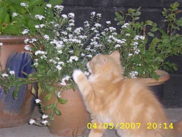 Norsk Skovkat Lucky *R.I.P* Stor sorg - Ved godt min mor blir´sur når jeg tygger i blomsterne, men det er altså sjovt. billede 2