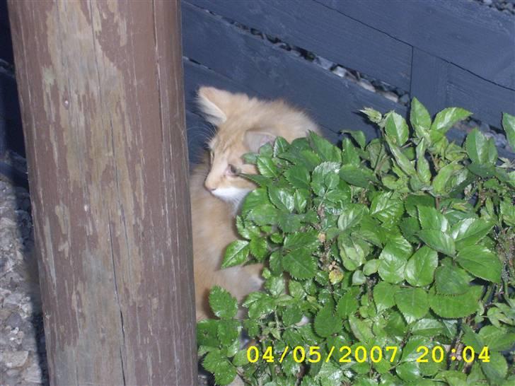 Norsk Skovkat Lucky *R.I.P* Stor sorg - Kunne vist ikke helt gemme mig for fotografen. billede 3