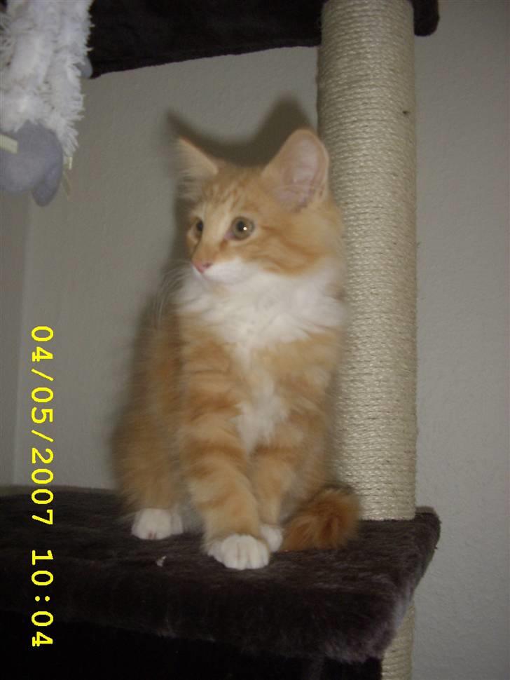 Norsk Skovkat Lucky *R.I.P* Stor sorg - Sidder bare lige her og kikker. billede 4