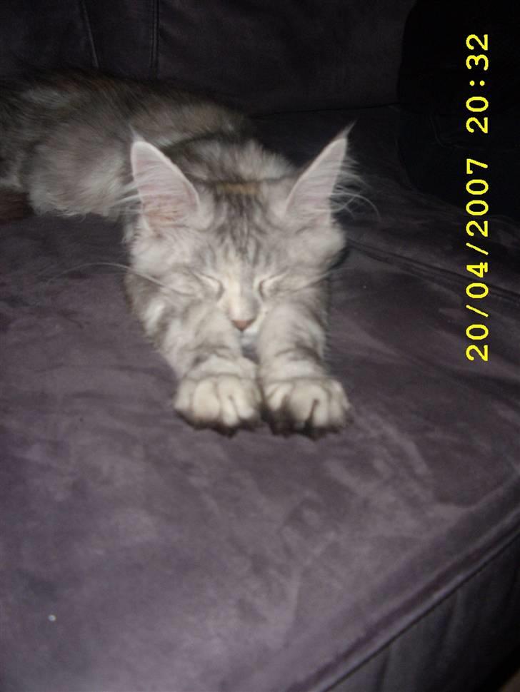 Maine Coon Ziya - R.I.P 7/12 2021 <3 - Sover dejligt... billede 15