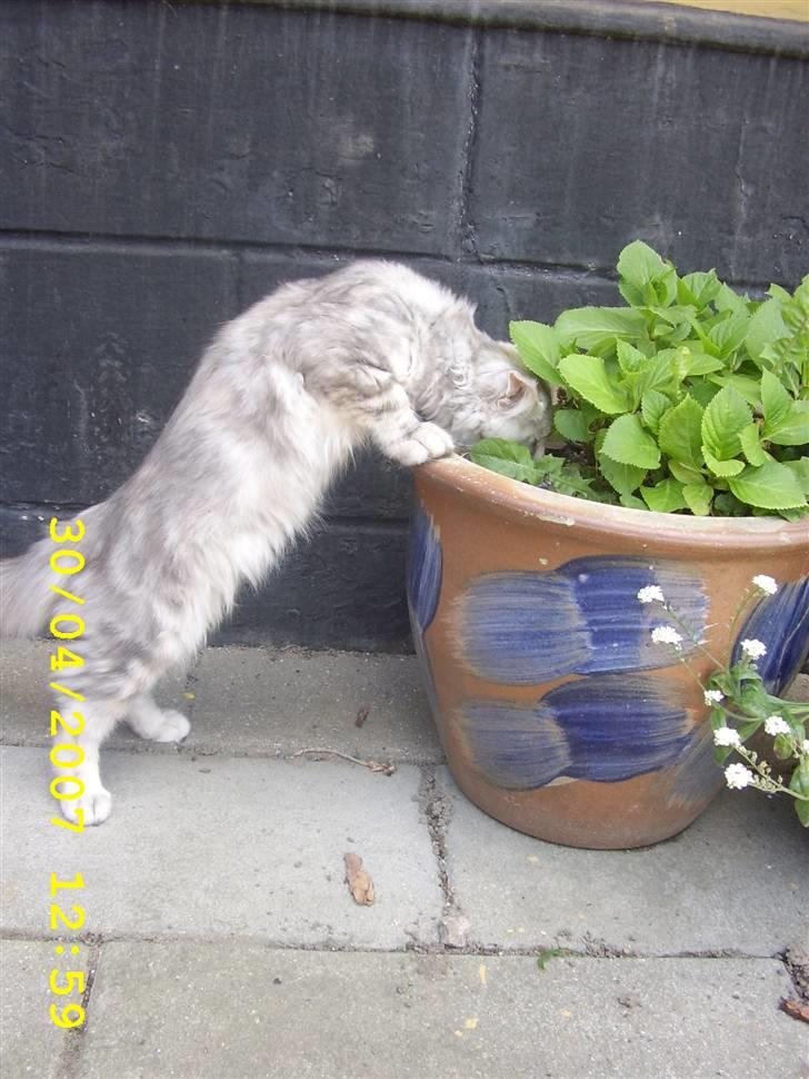 Maine Coon Ziya - R.I.P 7/12 2021 <3 - Tjekker lige om min mor´s blomster trænger til vand... billede 16