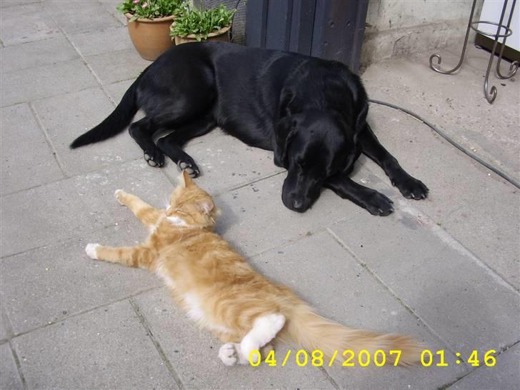 Norsk Skovkat Lucky *R.I.P* Stor sorg - Anton og jeg tar´os lige en middags slapper. billede 5