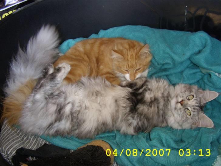 Norsk Skovkat Lucky *R.I.P* Stor sorg - Jeg ELSKER at tygge i hende, hun er så lækker. billede 6