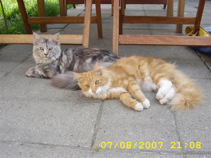 Norsk Skovkat Lucky *R.I.P* Stor sorg - Vi bruger ret lang tid på bare at ligge og se dejlige ud. billede 7