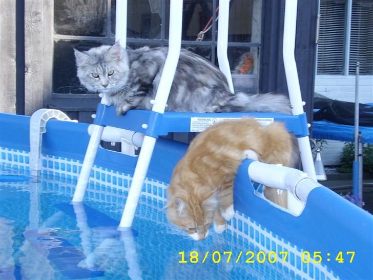 Norsk Skovkat Lucky *R.I.P* Stor sorg - Det er nu spændende med den pool....har været i to gange og det er ikke så sjovt som det ser ud. billede 8