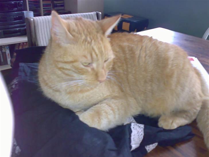 Huskat pablo billede 10