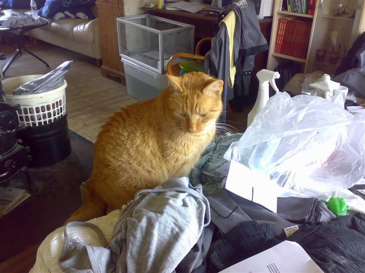 Huskat pablo billede 11