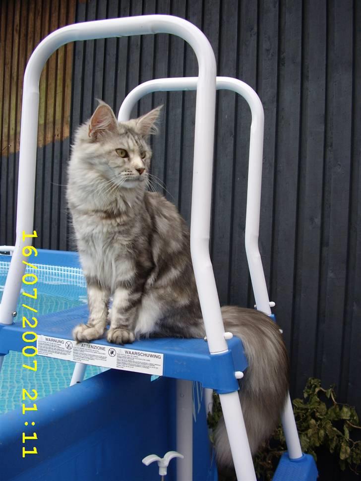 Maine Coon Ziya - R.I.P 7/12 2021 <3 - Elsker at sidde her oppe hvor der er godt udsyn. billede 17