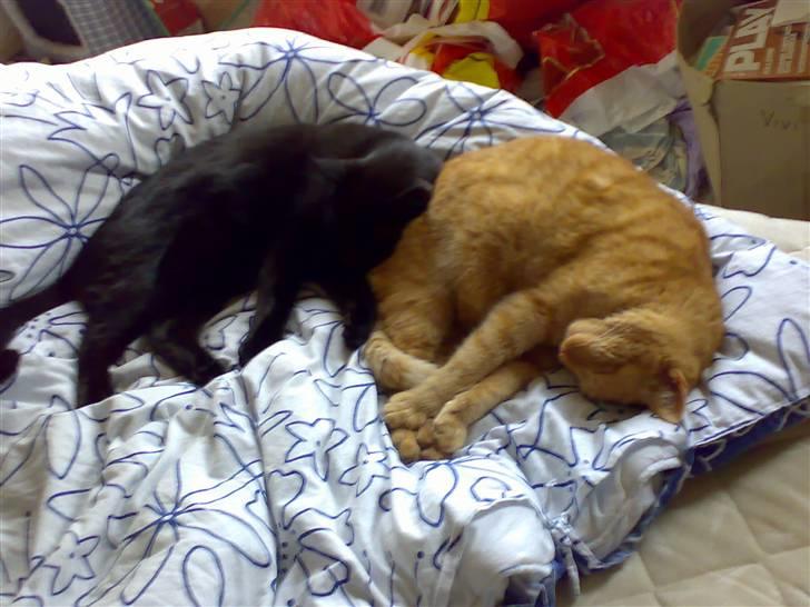 Huskat pablo - det er nu dejlig at være to billede 12