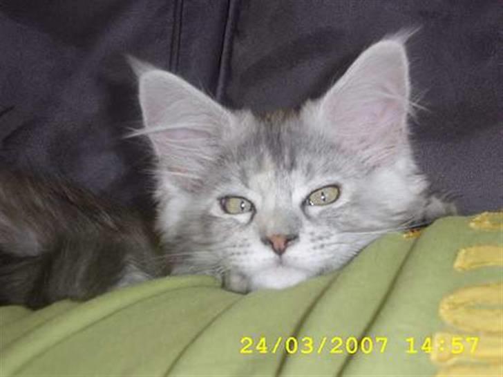 Maine Coon Ziya - R.I.P 7/12 2021 <3 - Så tar´jeg da lige en slapper på min menneskefar´s mave....jeg har da smukke øjne ;o) billede 18